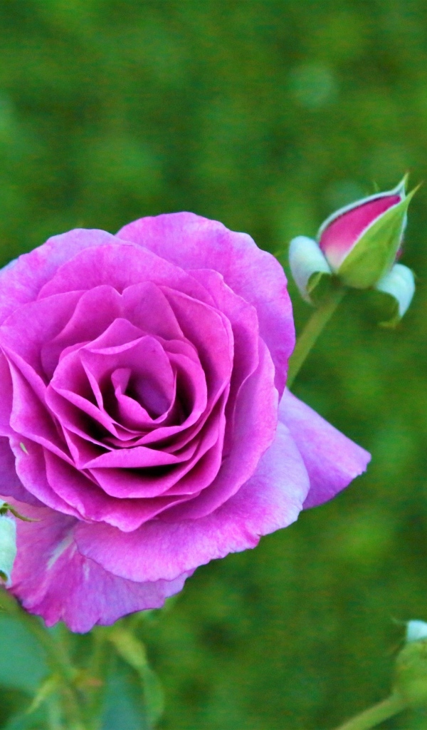 Сиреневая роза с бутонами на клумбе