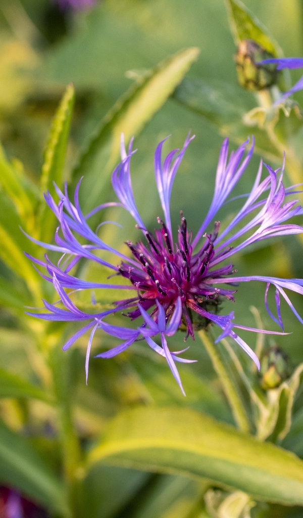 Сиреневые полевые цветы в лучах солнца
