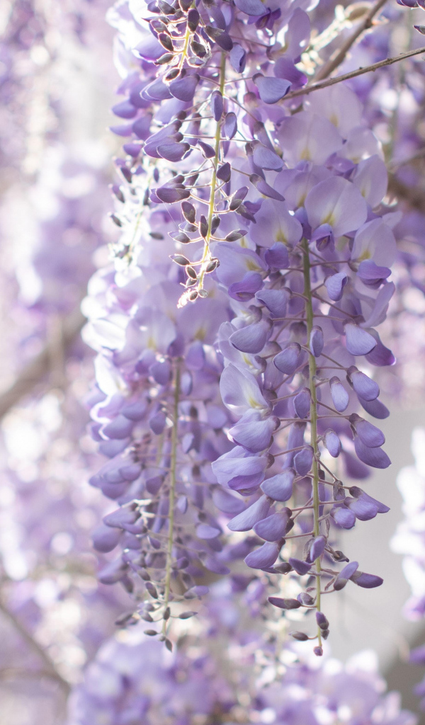 Сиреневые цветы глициния на ветках