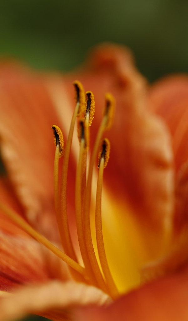 Серединка и оранжевые лепестки лилии