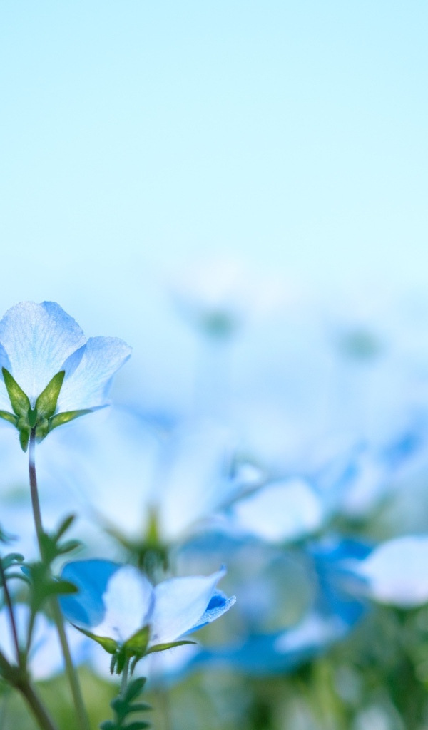 Маленькие синие незабудки на поле 