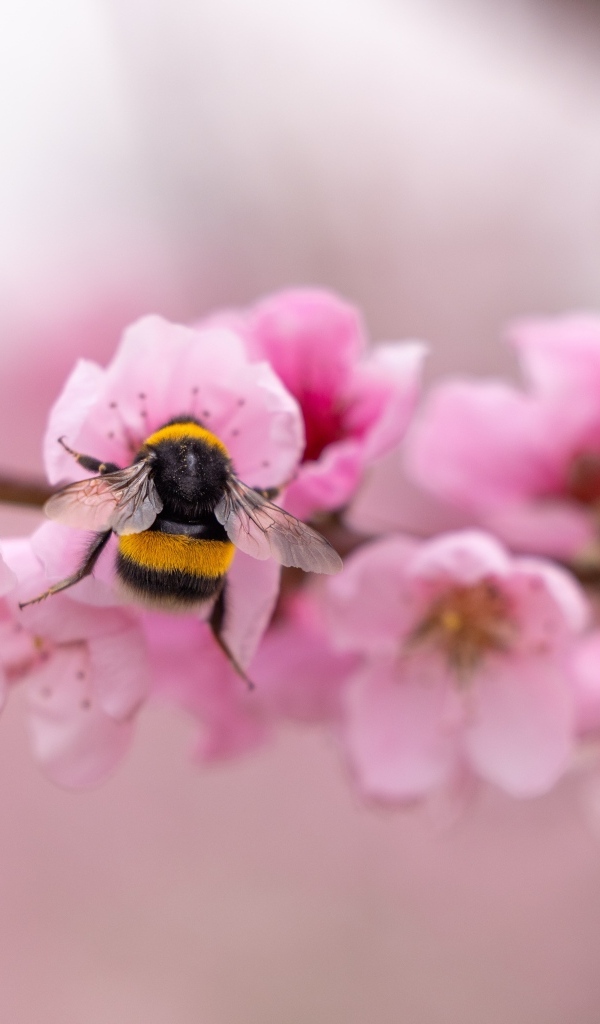 Маленький шмель на розовых цветах весной