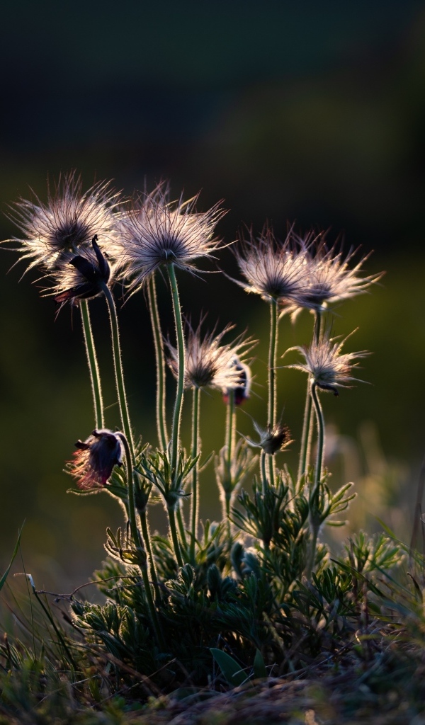 Маленькие полевые цветы в лучах солнца