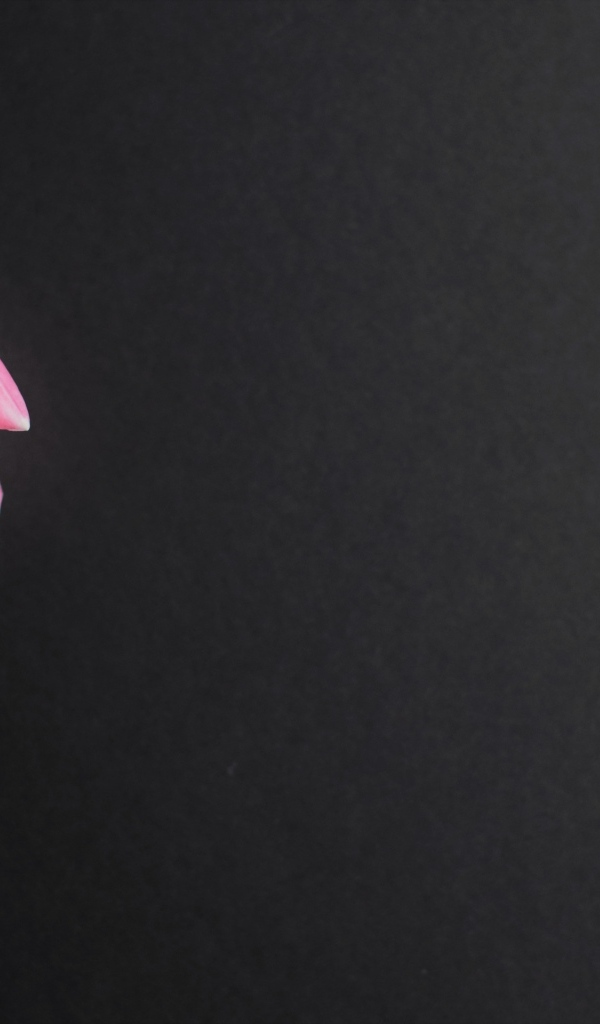 Одинокий розовый тюльпан на сером фоне