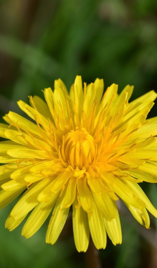 Одинокий желтый одуванчик крупным планом