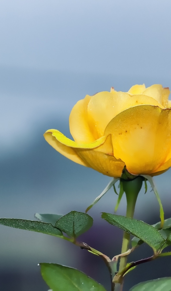 Одинокая желтая роза на сером фоне