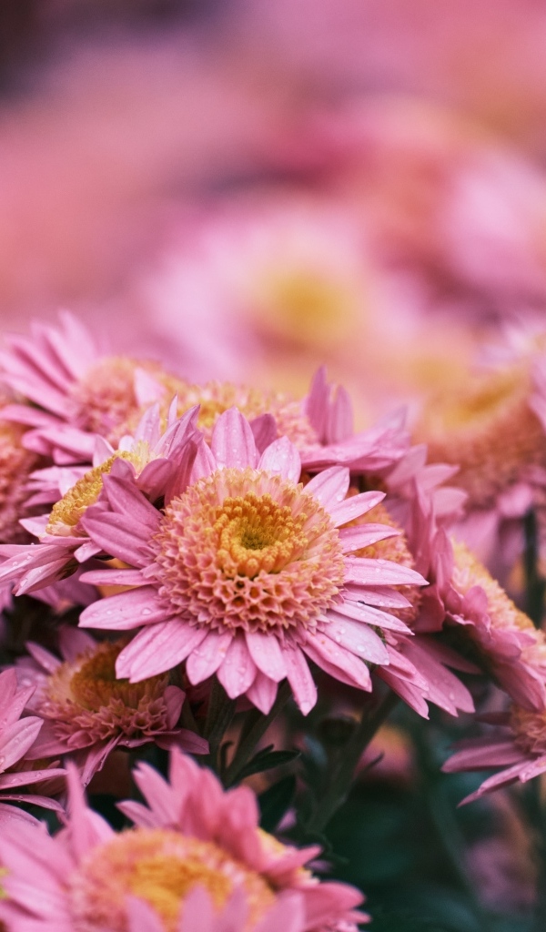 Много красивых розовых цветок хризантемы