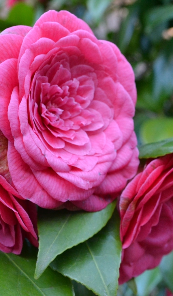 Много розовых цветов камелии