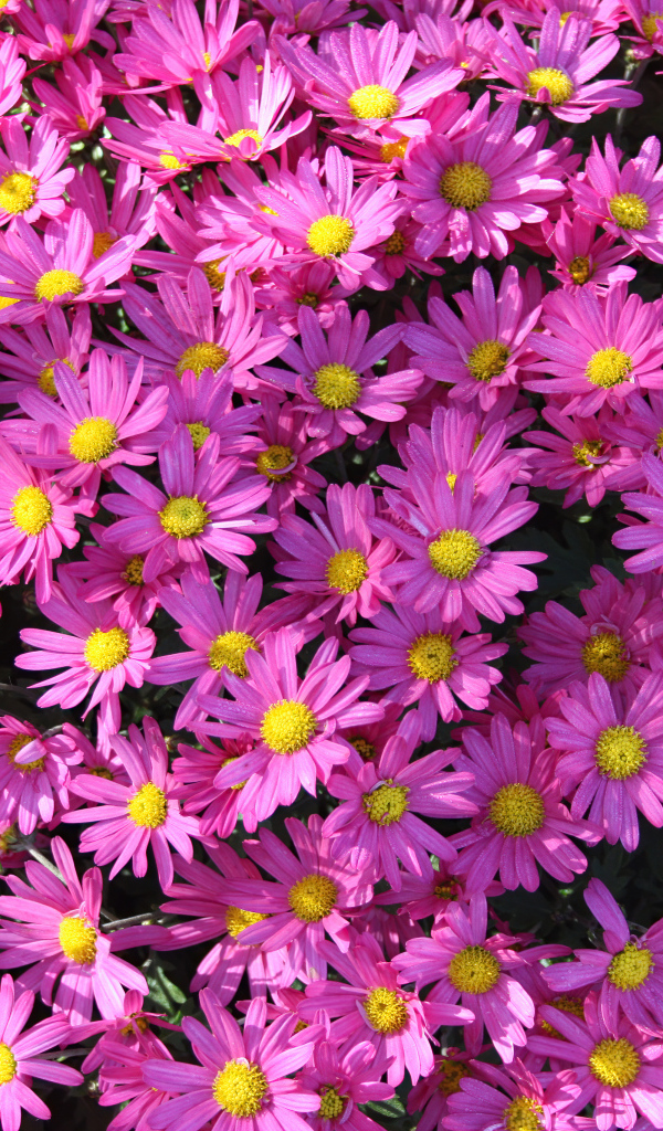 Много розовых цветов хризантемы