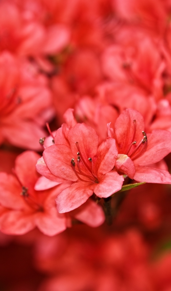 Много красных цветов рододендрона