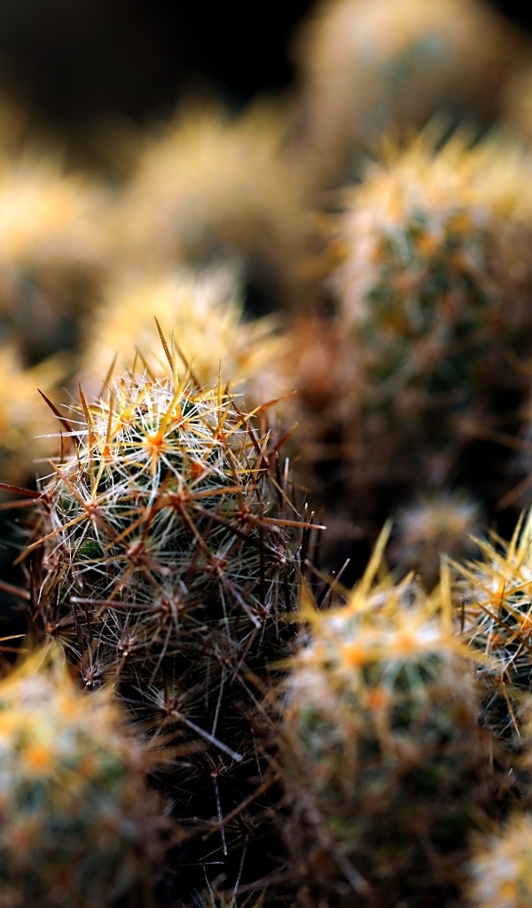 Много маленьких колючих кактусов