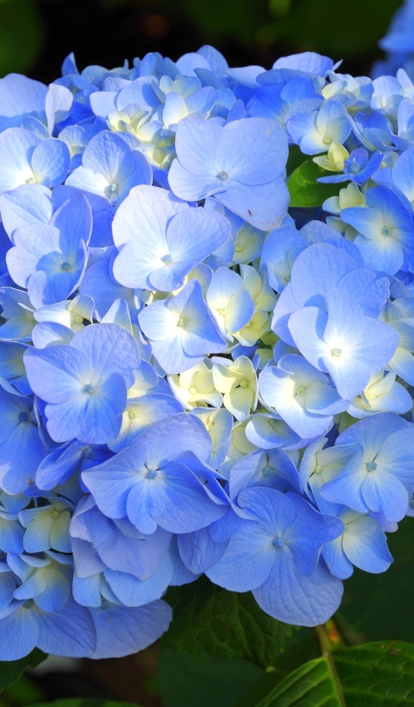 Пышные синие цветы гортензии