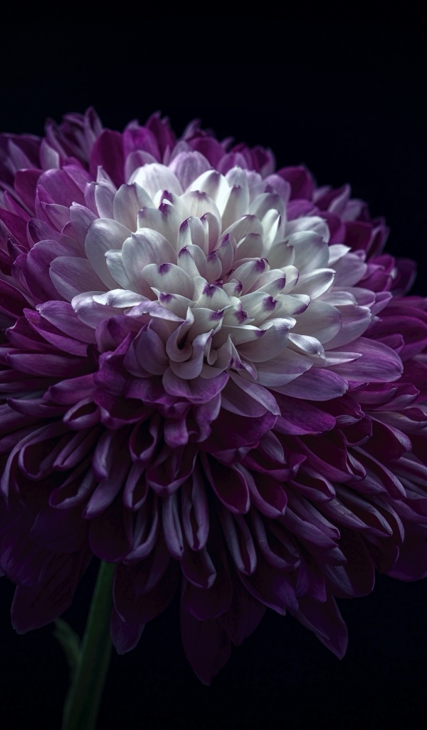 Пышная сиреневая хризантема на черном фоне
