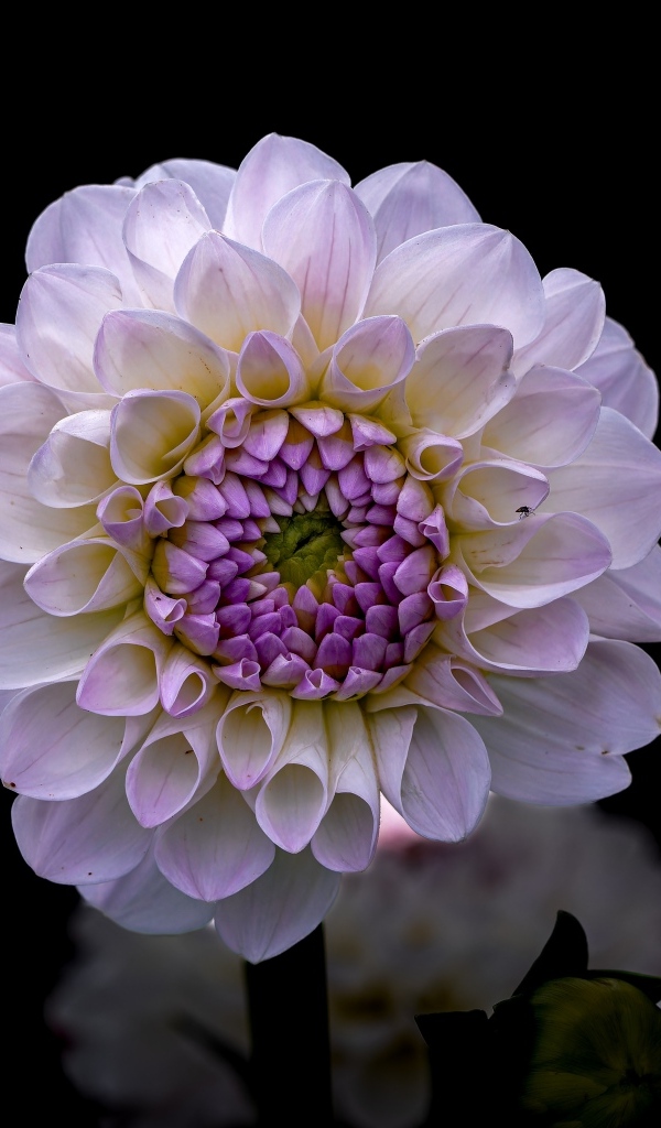 Пышная сиреневая георгина крупным планом