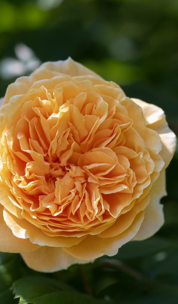 Пышная оранжевая роза в лучах солнца