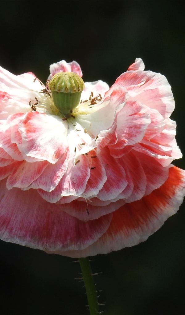 Пышный розовый цветок мака