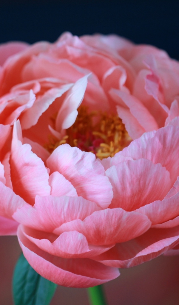 Пышный розовый цветок лютика крупным планом