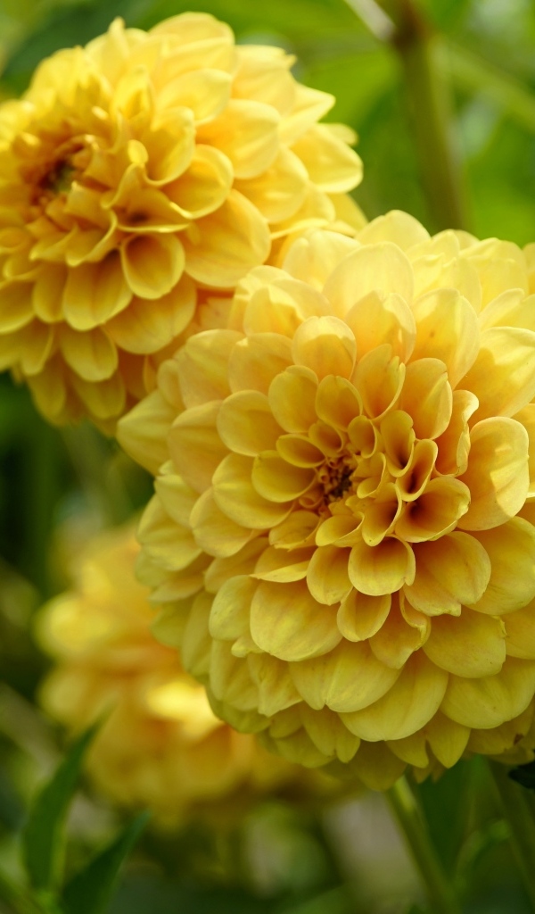 Пышные цветы желтой георгины