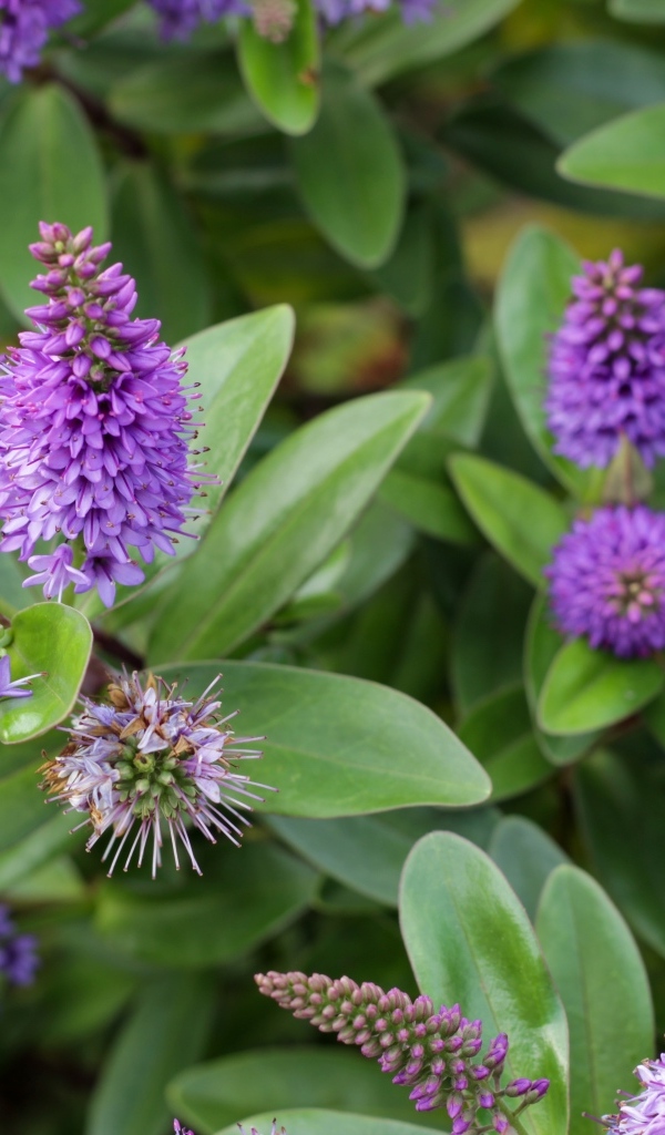 Много красивых сиреневых цветов с зелеными листьями