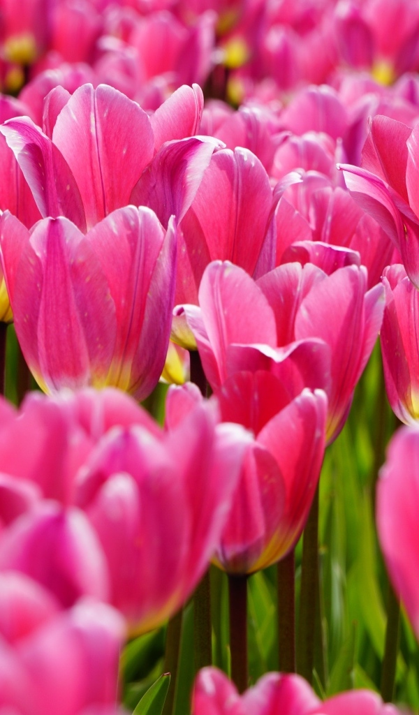 Много красивых розовых тюльпанов на поле