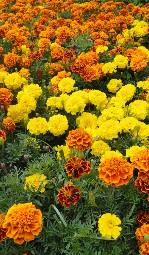 Много разноцветных бархатцев на клумбе