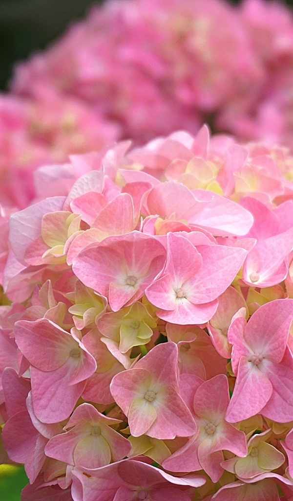 Много розовых крупных цветов гортензии