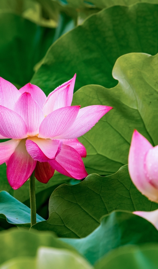 Много розовых лотосов в зеленых листьях