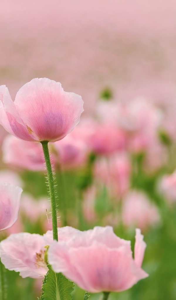 Много розовых цветов мака на поле