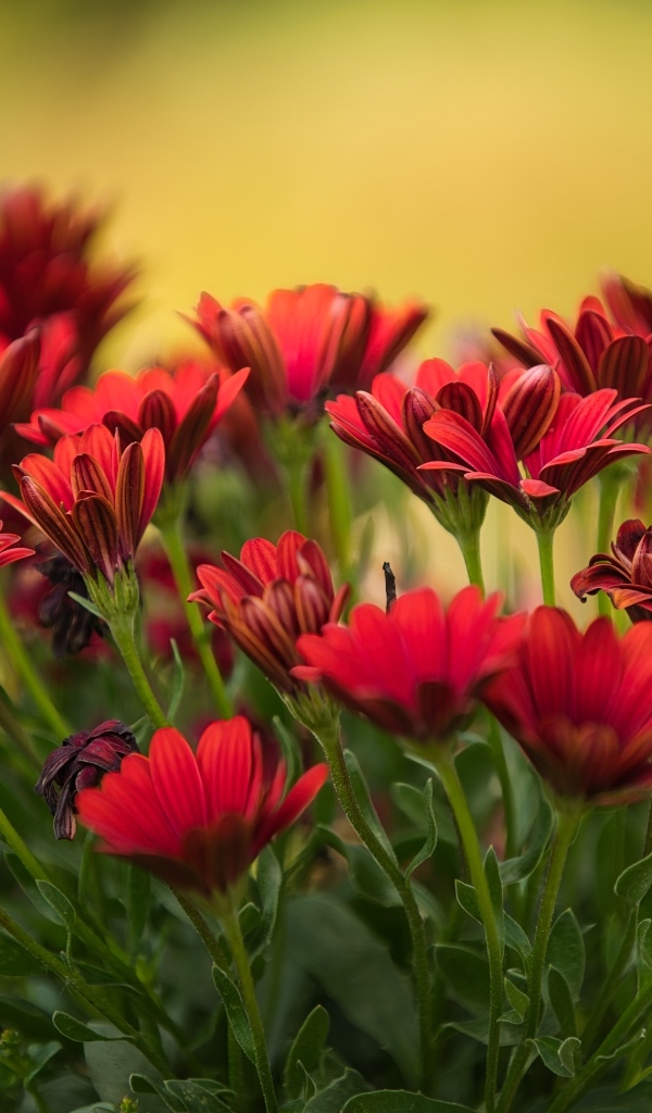 Много красных цветов остеоспермум крупным планом