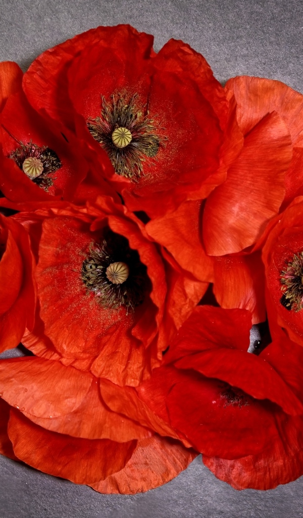 Много красных цветов мака на сером фоне