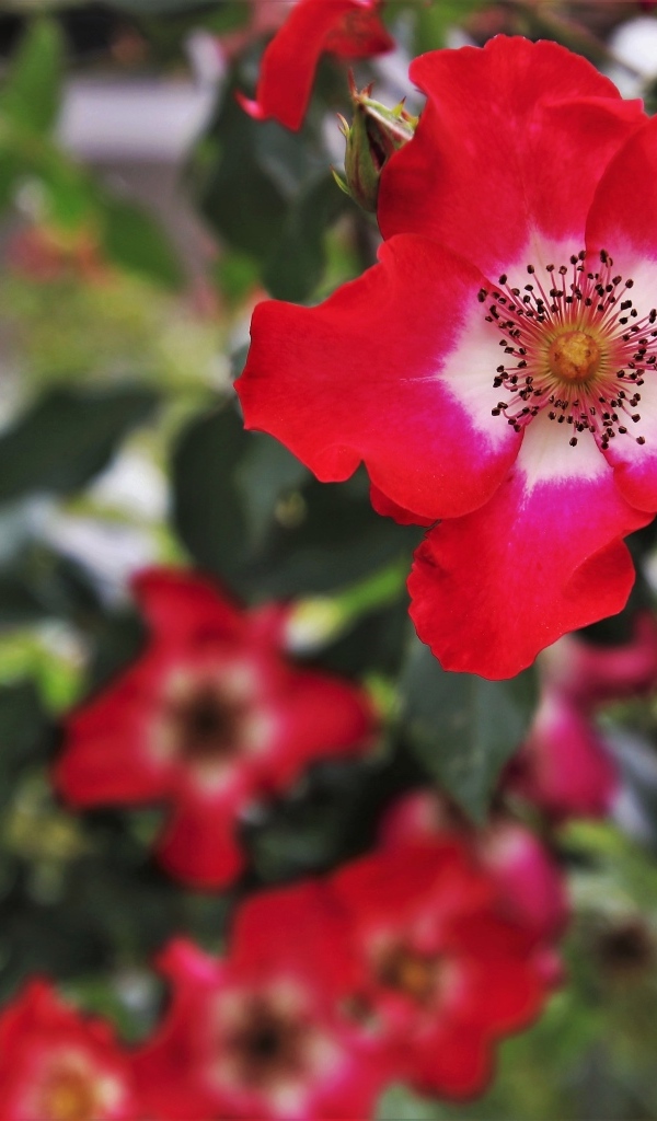 Много красных цветов розы на клумбе