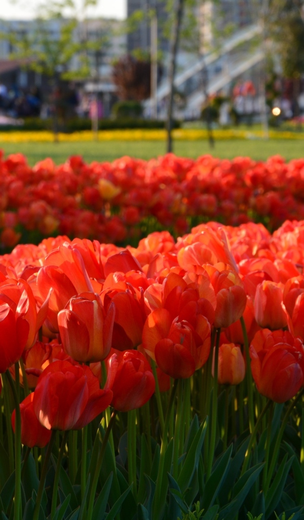 Много красных тюльпанов на клумбе