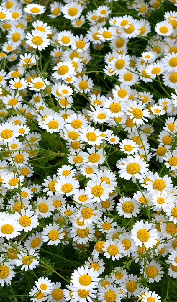 Много мелких цветов лекарственной ромашки