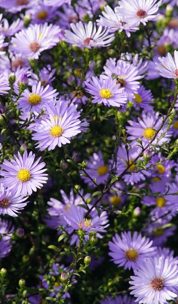 Много мелкий цветов садовой сентябринки