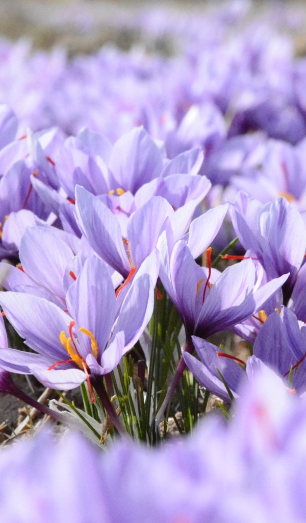 Много мелких сиреневых цветов крокуса