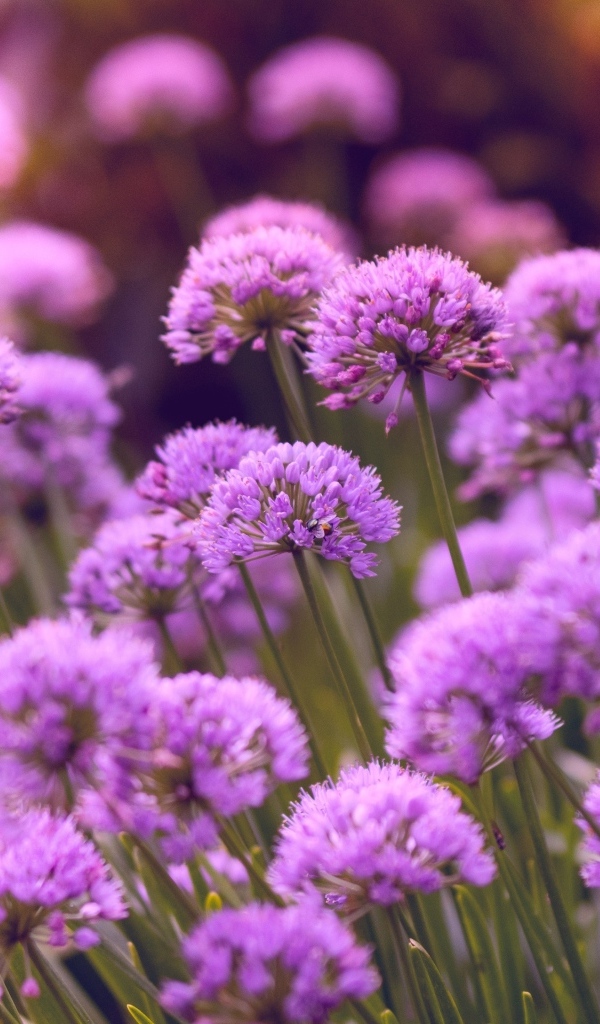 Много маленьких сиреневых цветов в саду