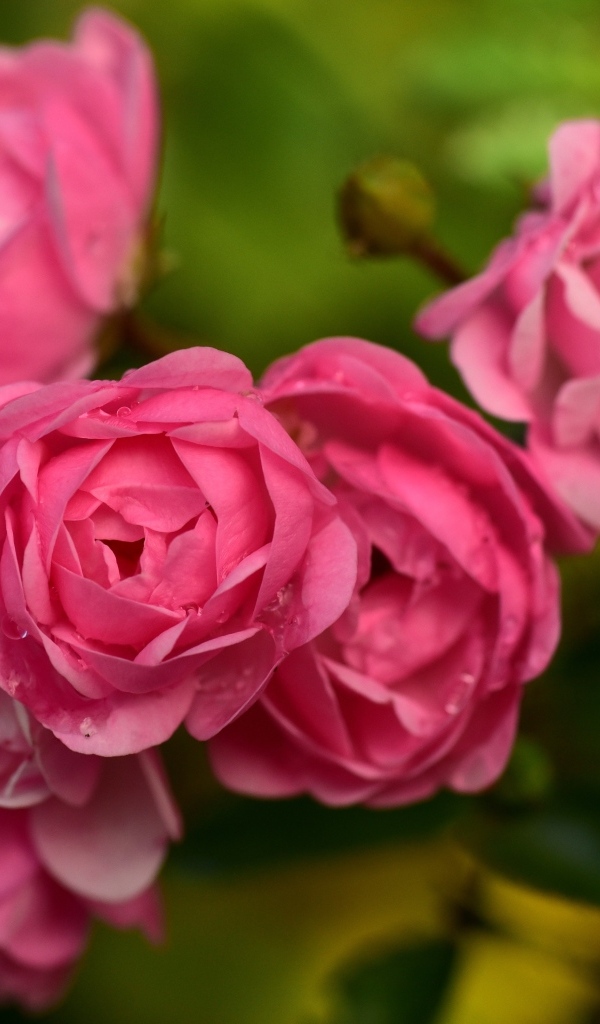 Много маленьких розовых парковых роз