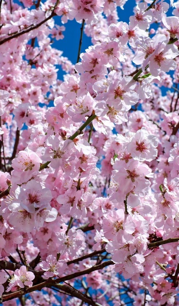 Много мелких розовых цветов персика крупным планом