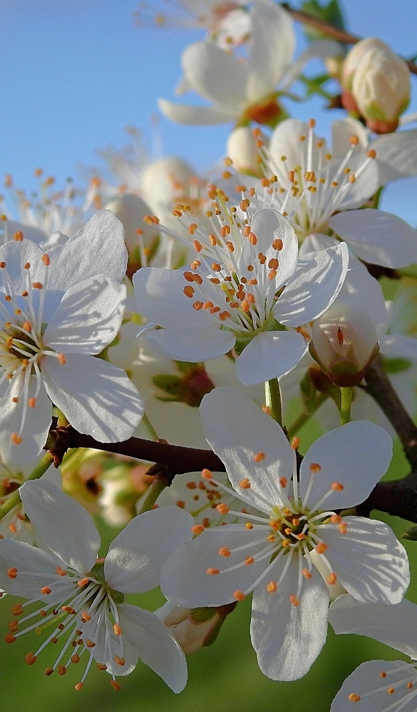 Много белых цветов на ветке вишни в лучах солнца