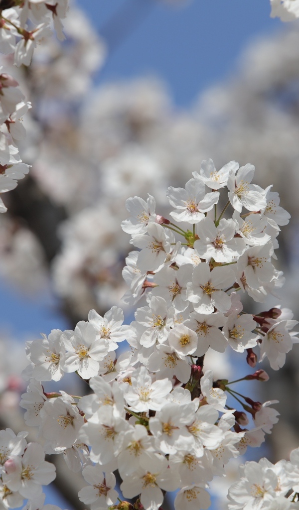 Много белых ароматных цветов на ветках вишни