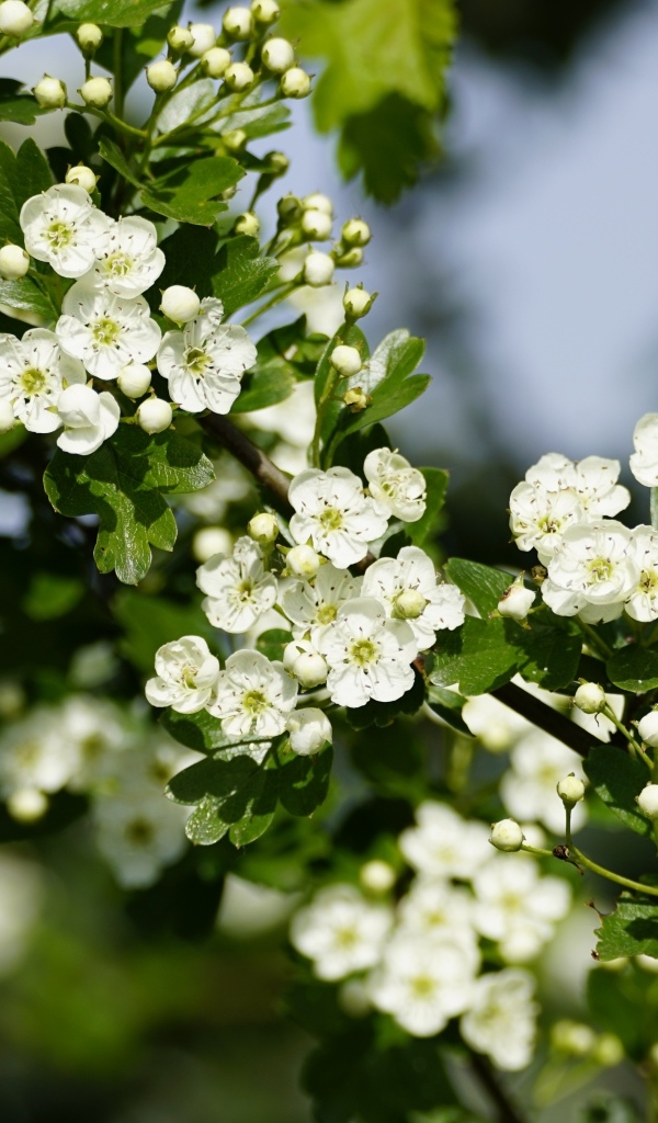 Много белых цветов боярышника на ветке весной