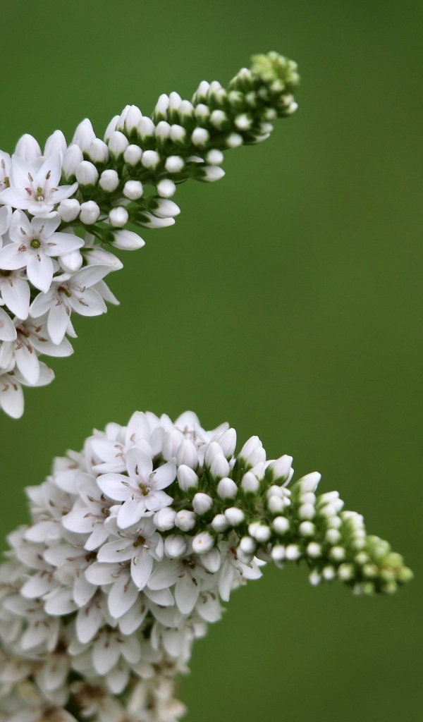 Много белых цветов вербейник