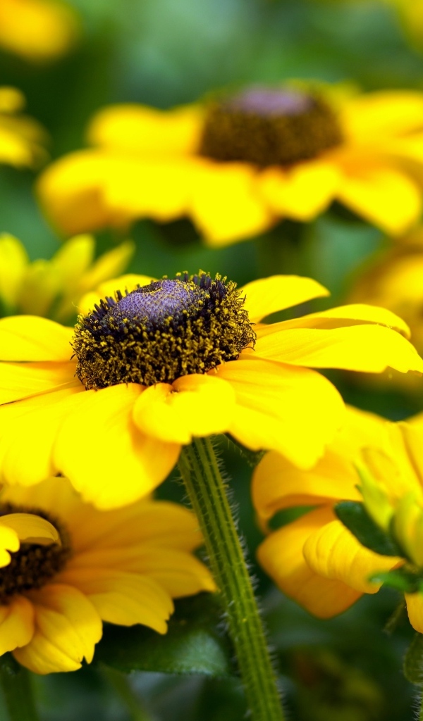 Много желтых садовых цветов рудбекия