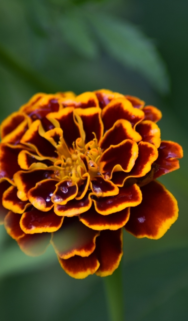 Цветок бархатца крупным планом