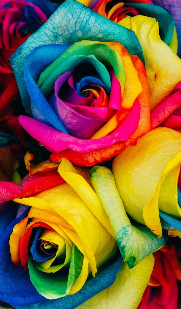 Разноцветные розы крупным планом