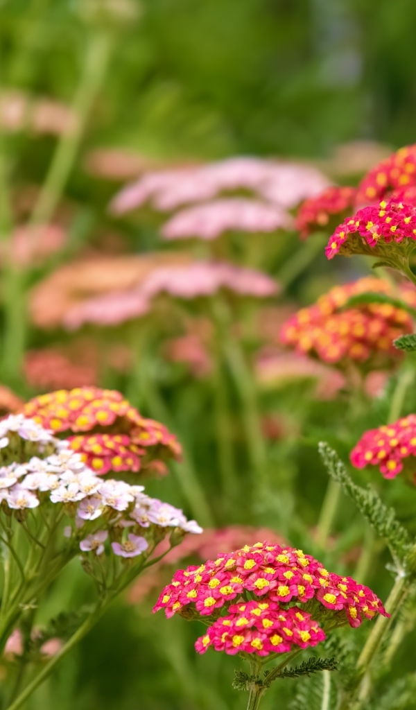 Разноцветные мелкие цветы на клумбе