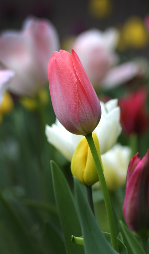 Разноцветные тюльпаны на клумбе