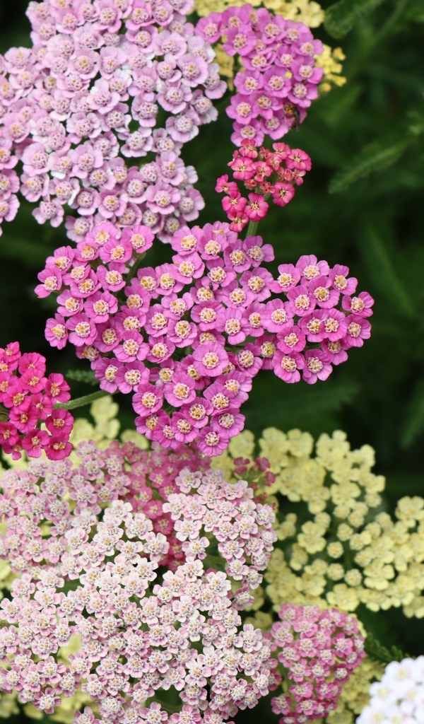 Разноцветные красивые цветы тысячелистника