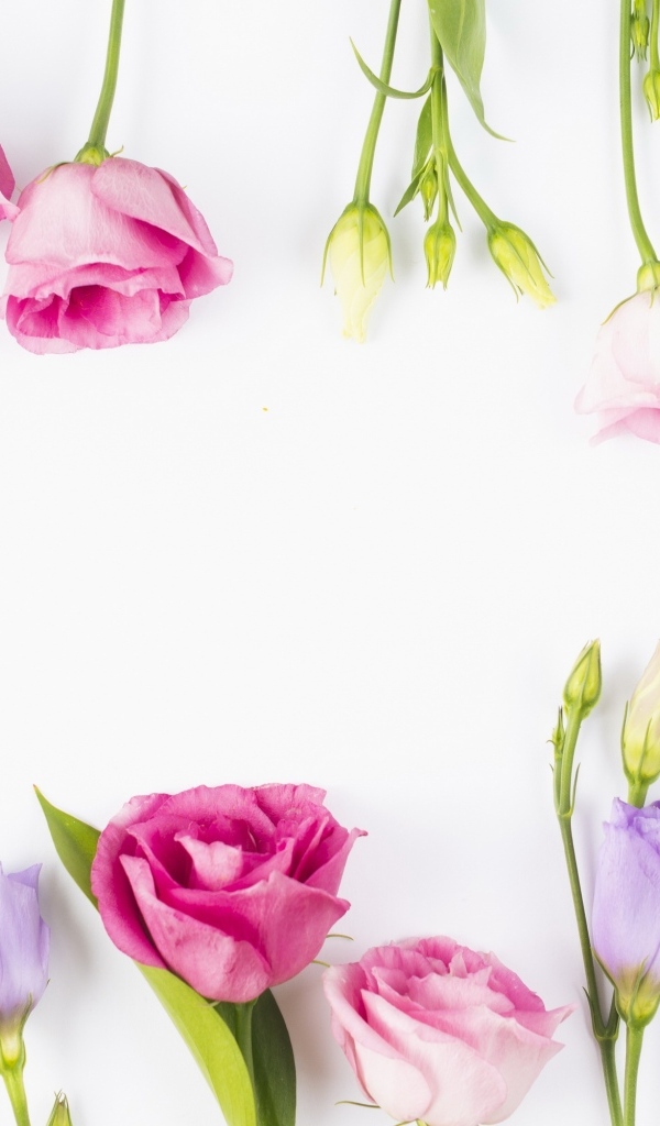 Разноцветные цветы эустомы на белом фоне