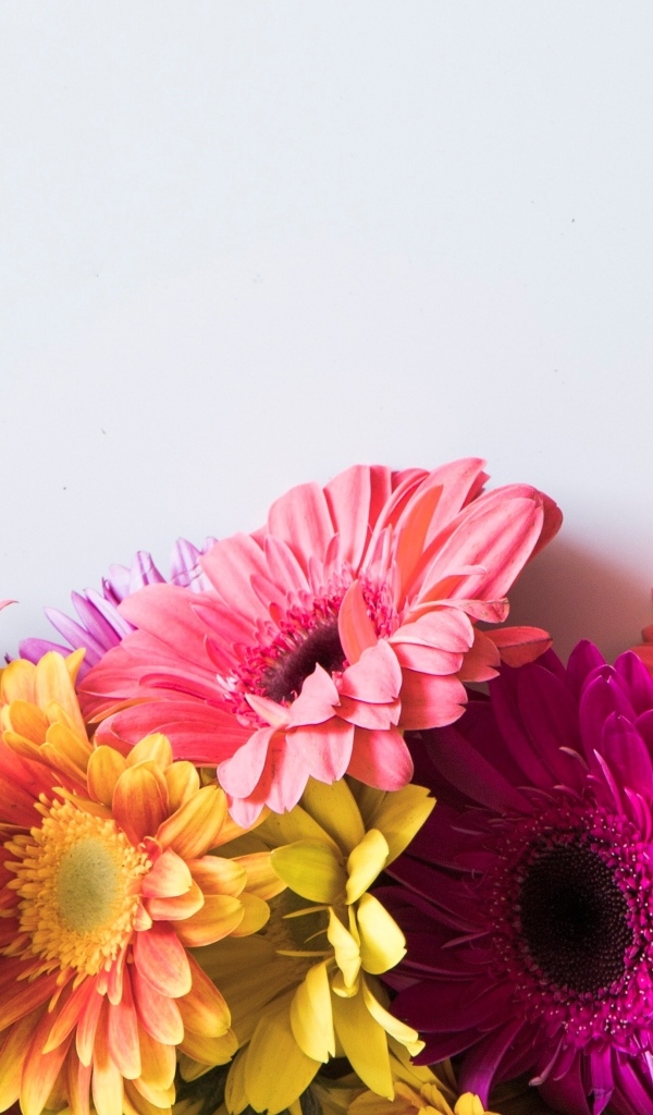 Разноцветные герберы на сером фоне